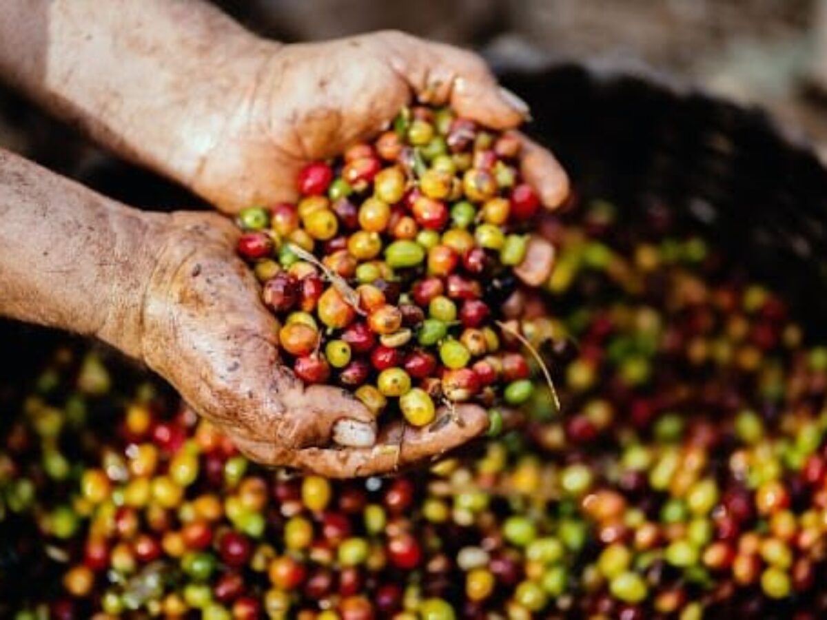 Kopi